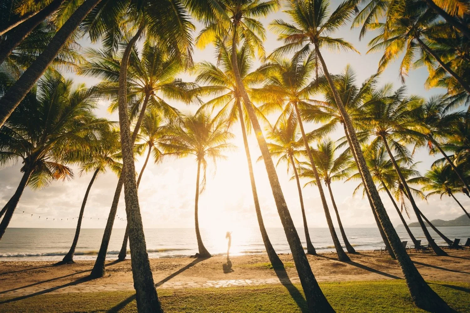 palm trees