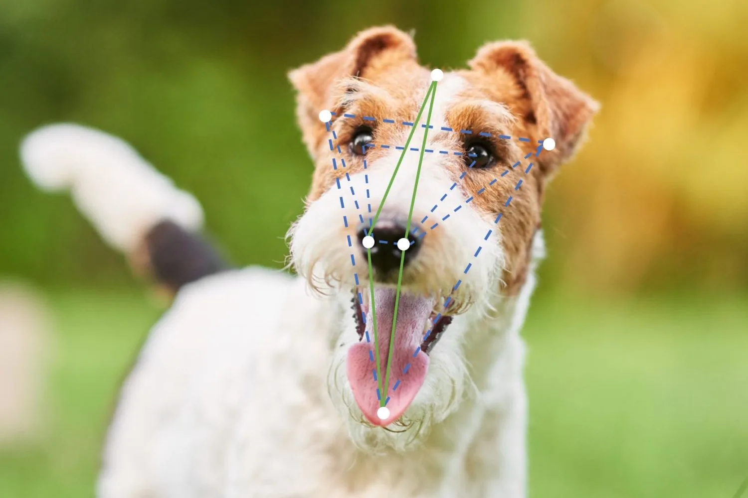 Wire Fox Terriers