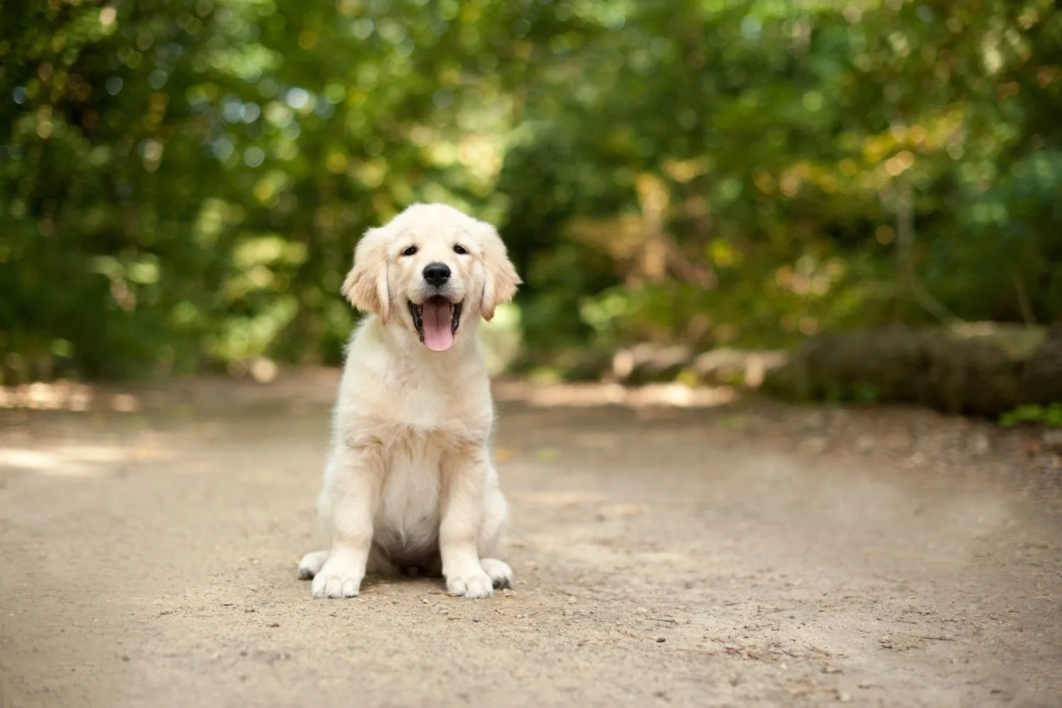 labrador