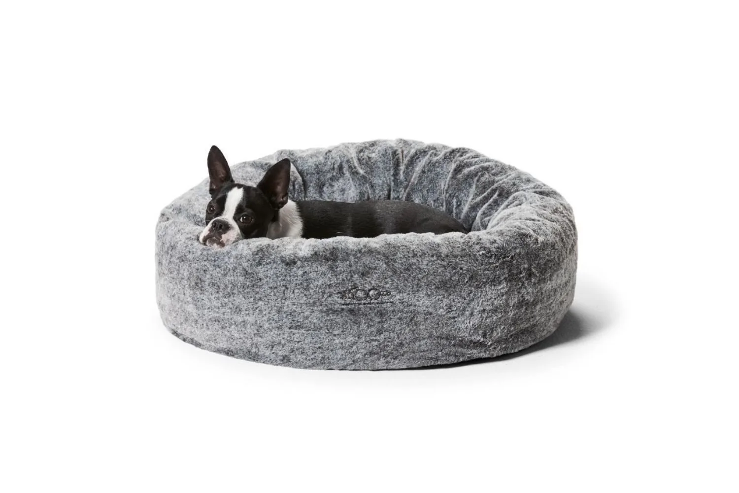 dog in bed