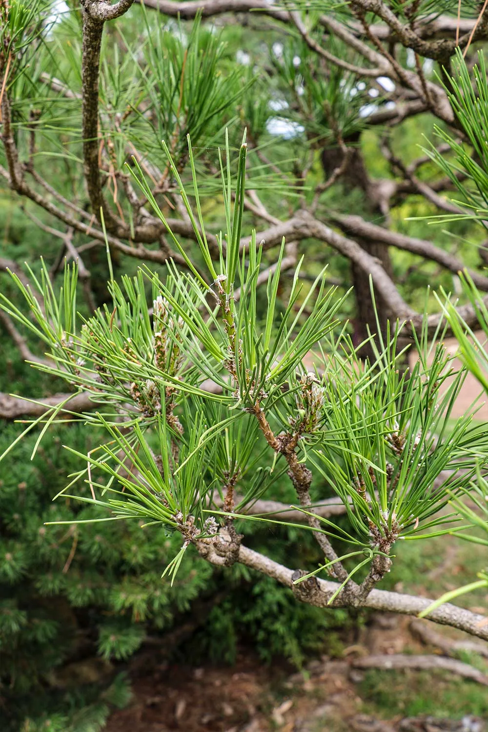 Niwaki pruning of a black pine