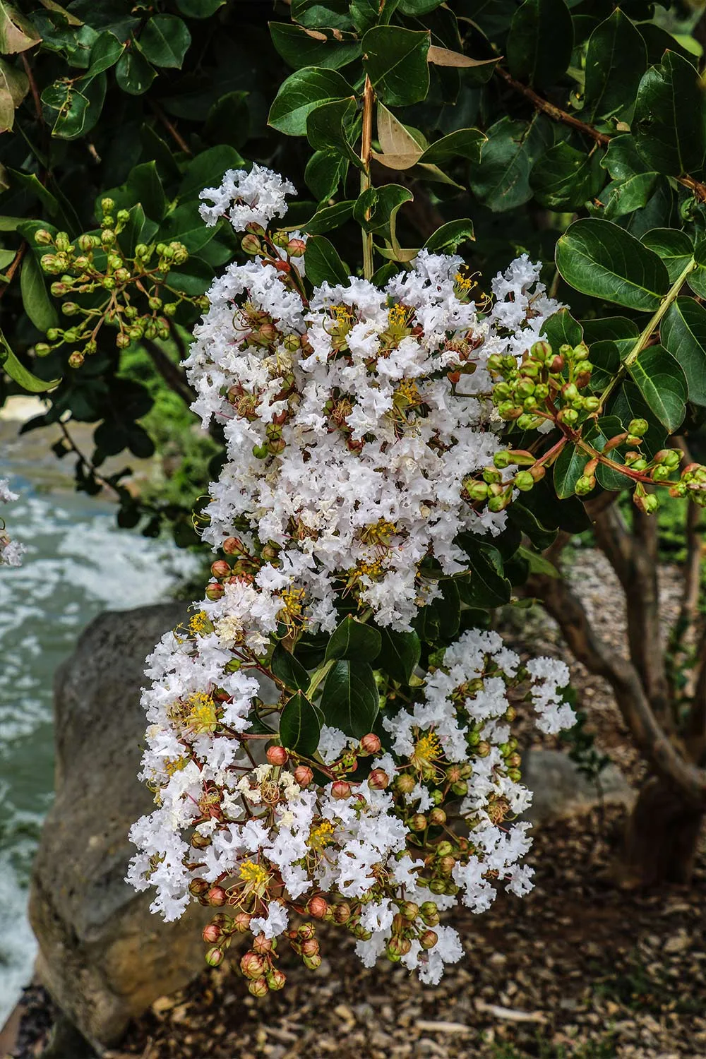 White crepe myrtle
