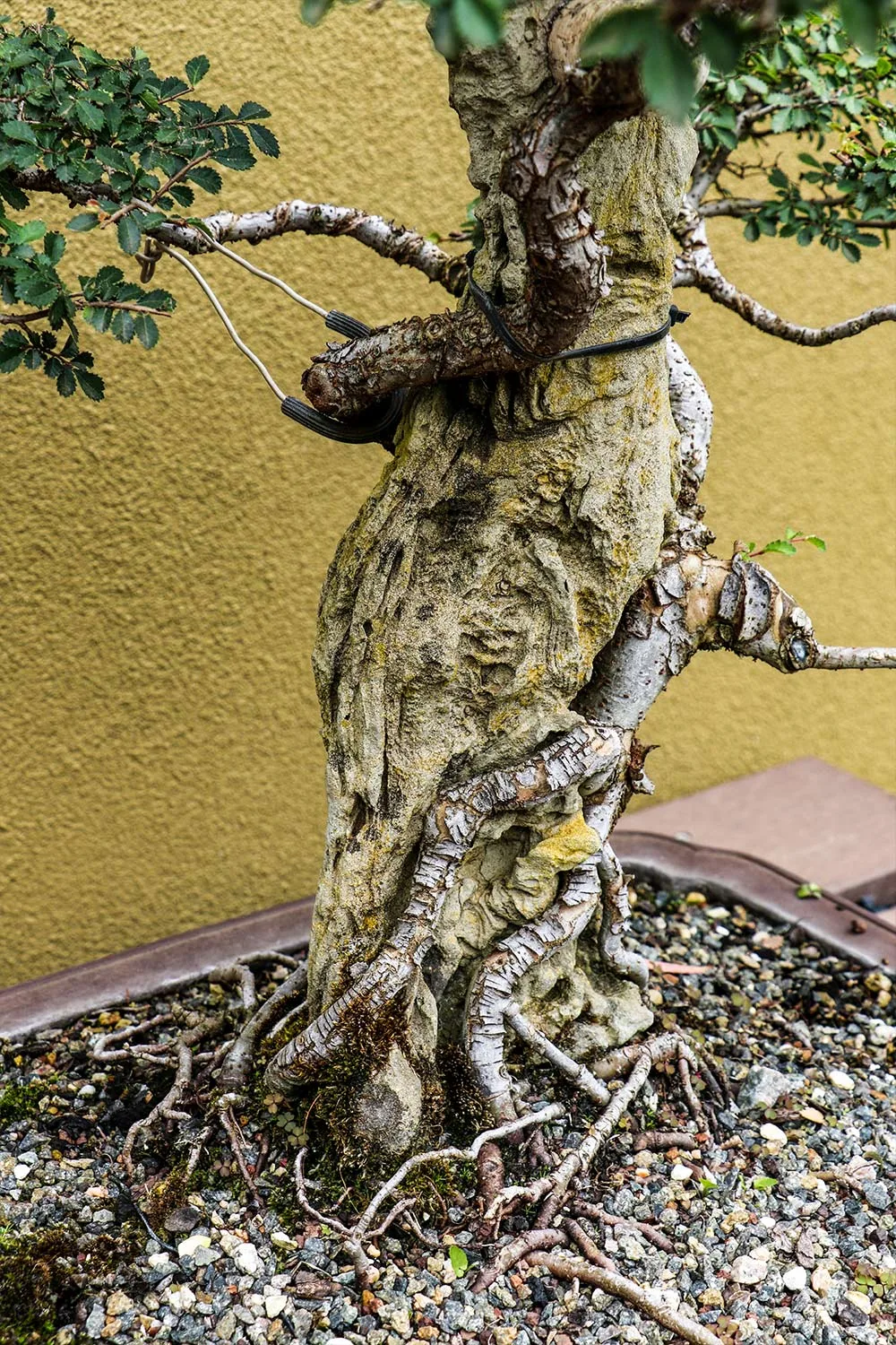 Bonsai