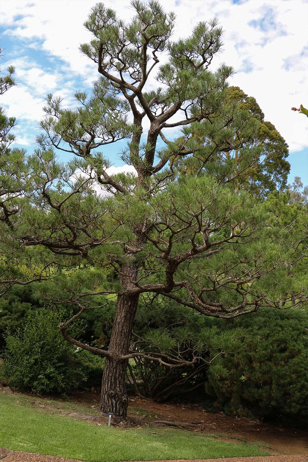 Niwaki Cowra Japanese Garden