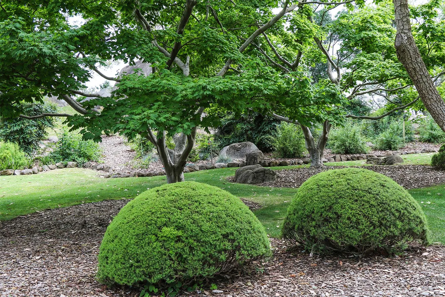 Karikomi Cowra Japanese garden