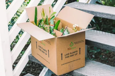 Where to buy plants online: 9 stores that deliver plants to your door