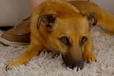 Dr Harry meets a dog who’s scared of window awnings