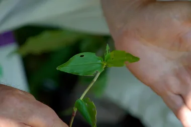 The garden plant that gives dogs allergies