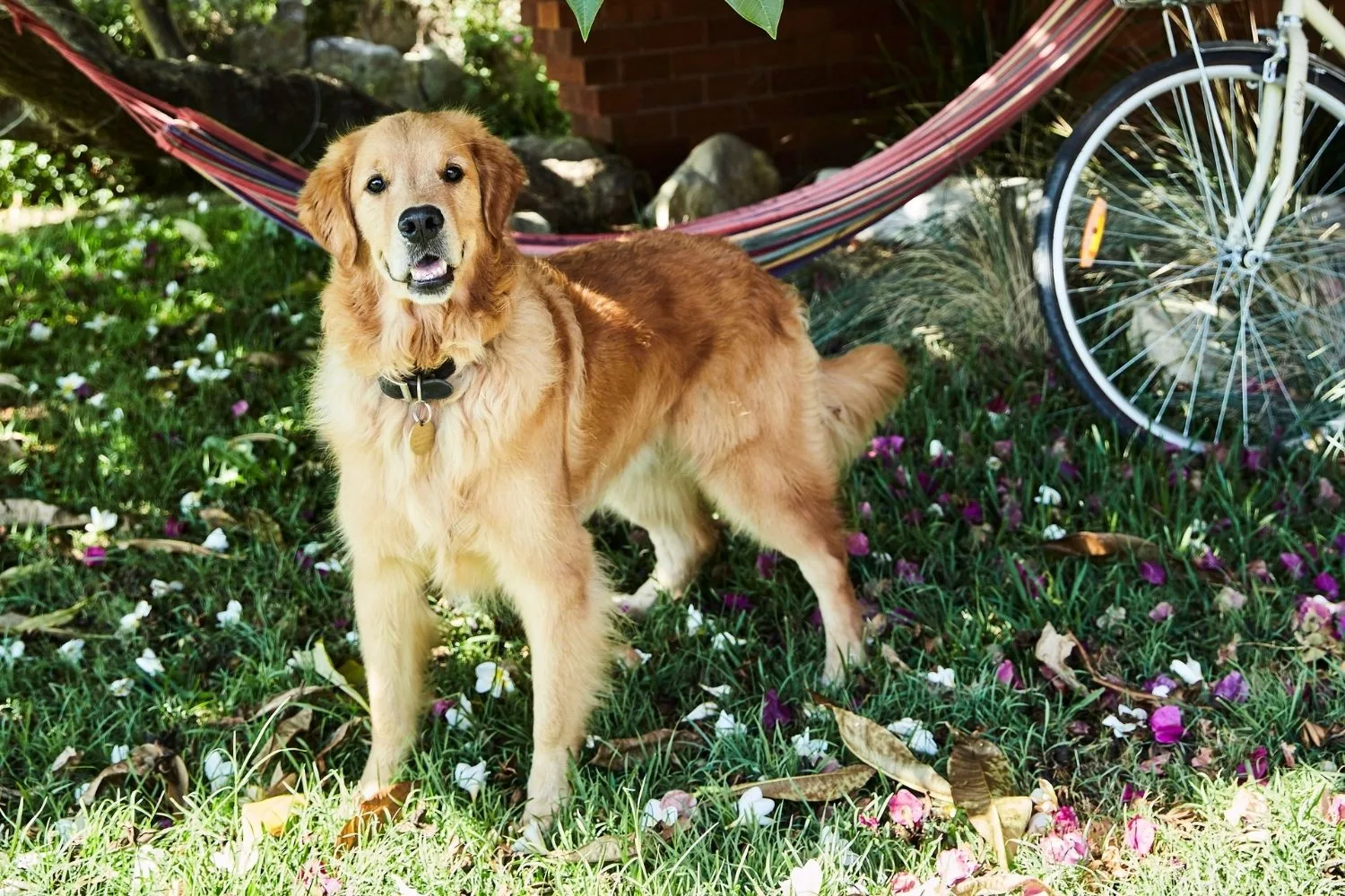 The top 10 cutest dog breeds, according to science