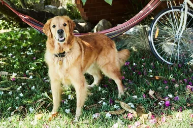 The top 10 cutest dog breeds, according to science