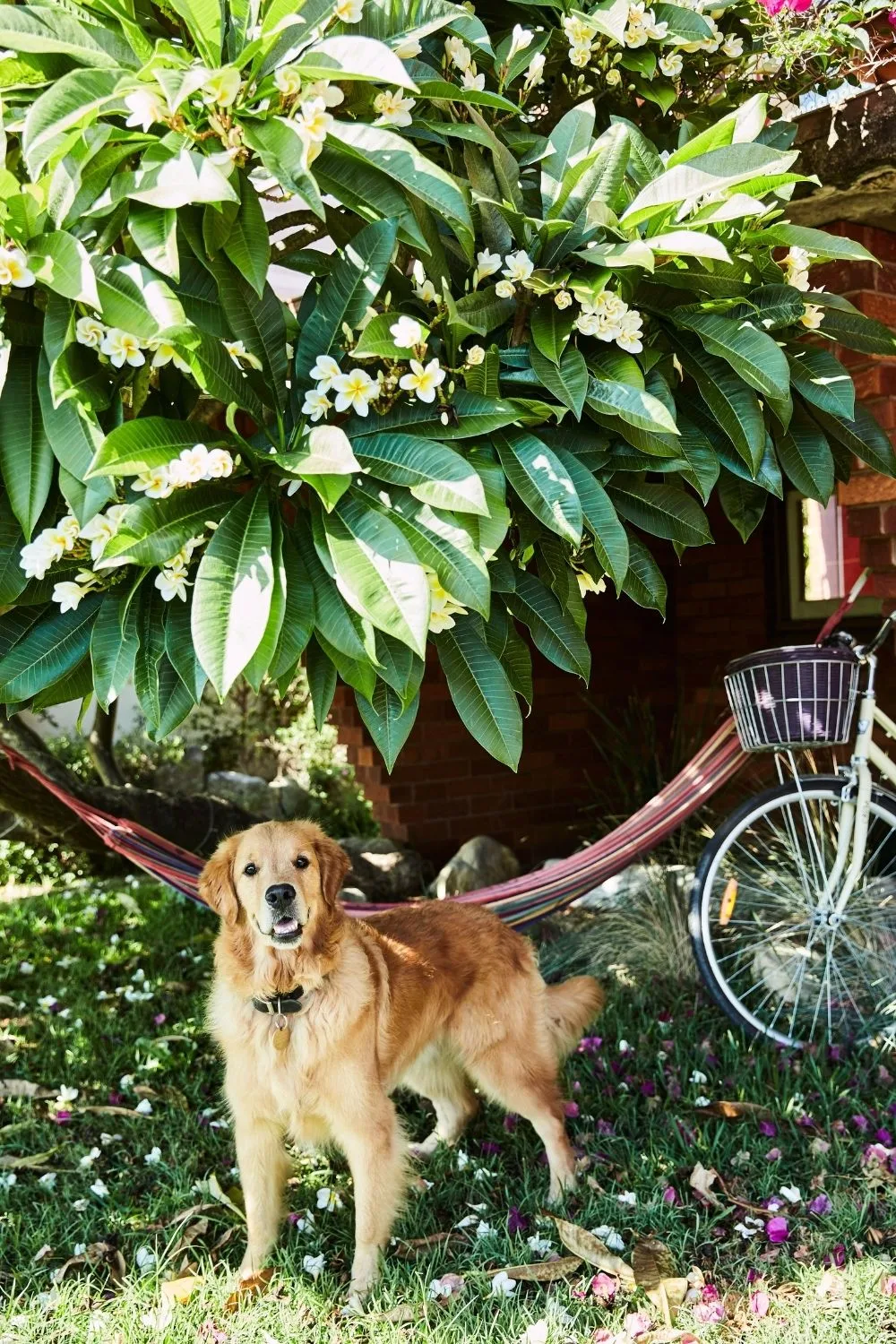 Golden Retriever dog underneath a frangipani tree