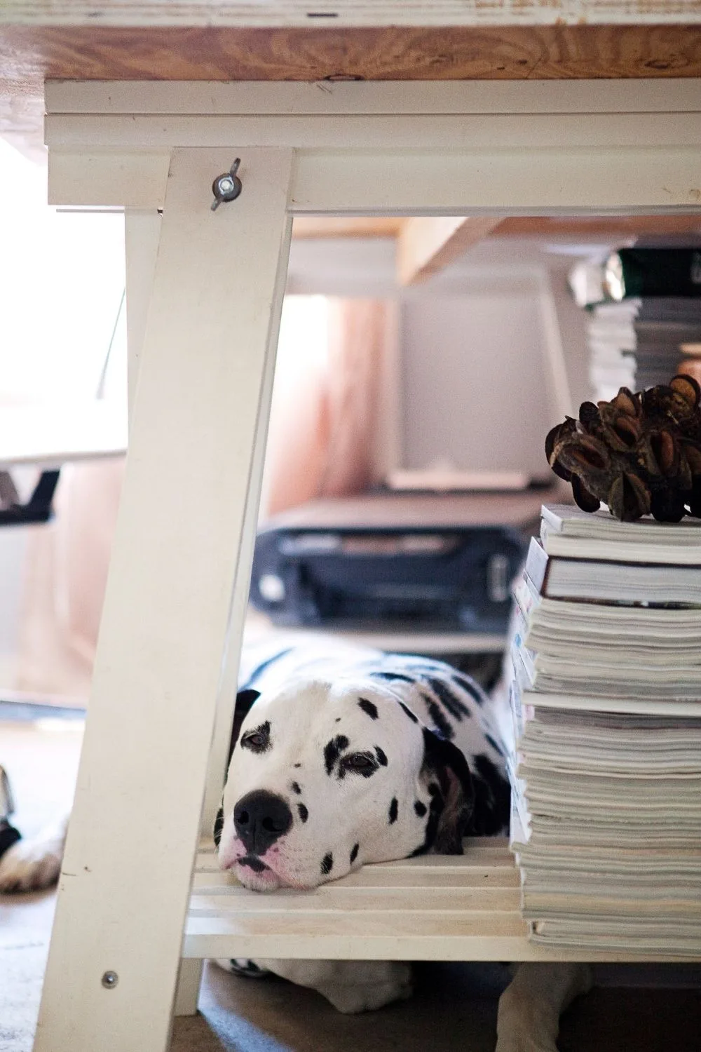 Dalmation lying down with head on a book shelf