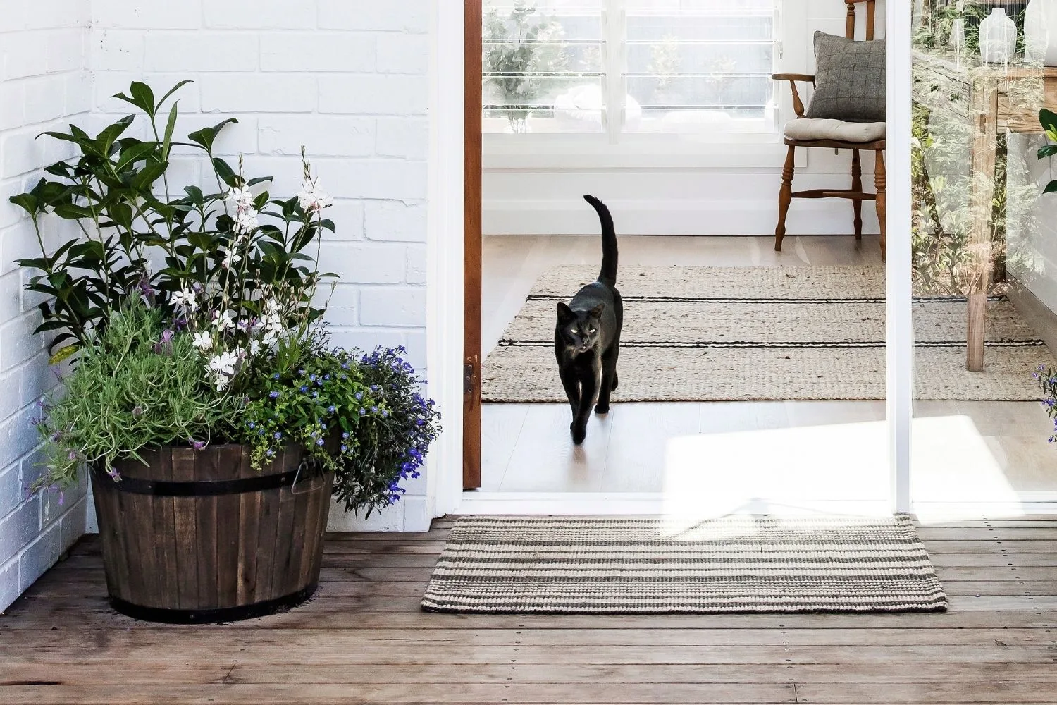 Black cat walking out of front door