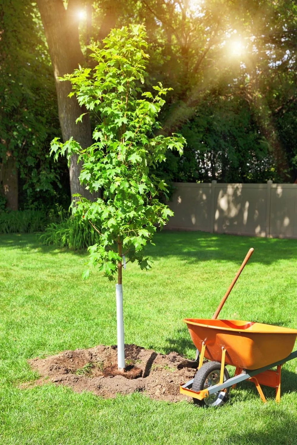 tree in backyard