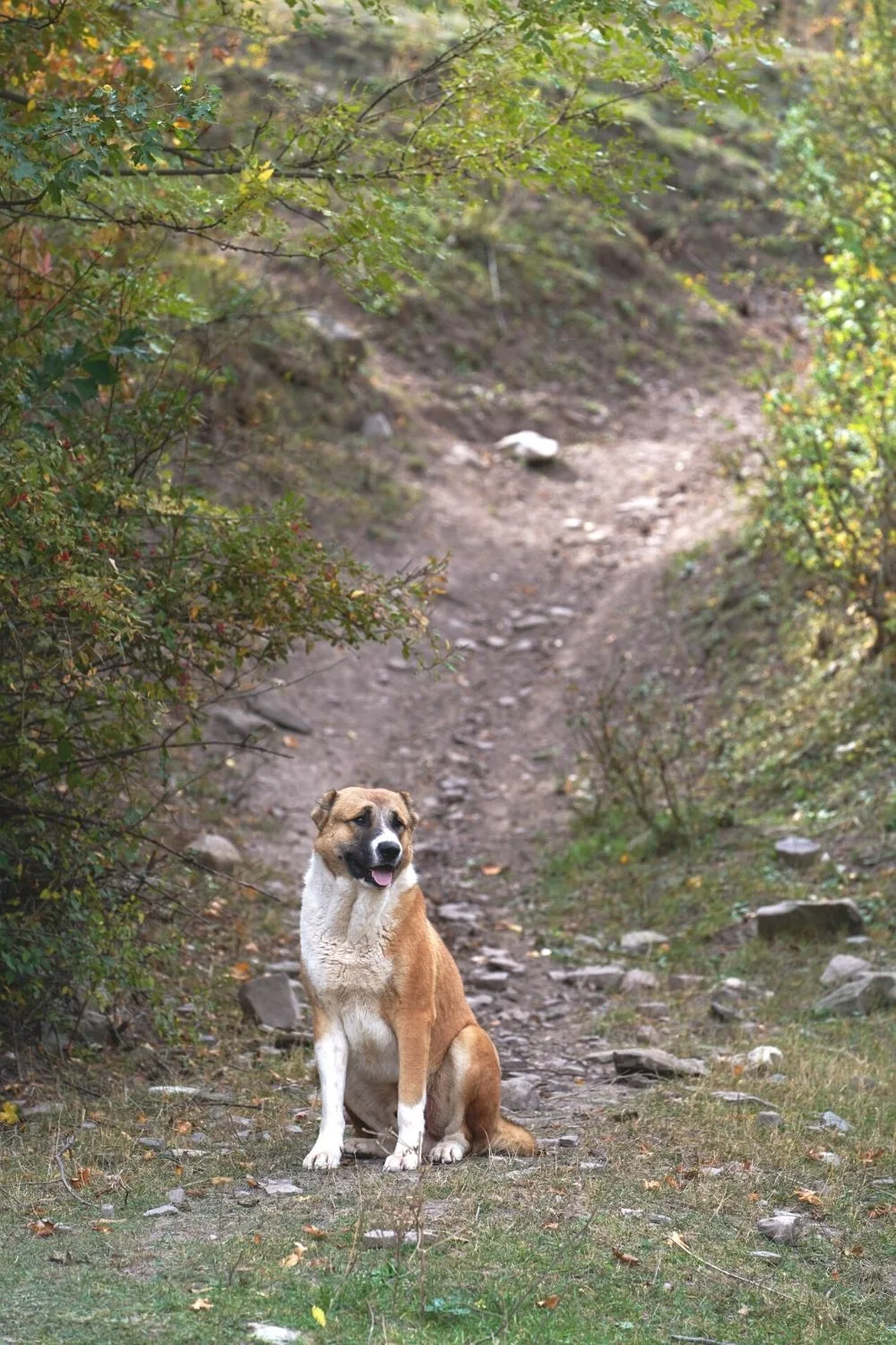 Anatolian Shepherd