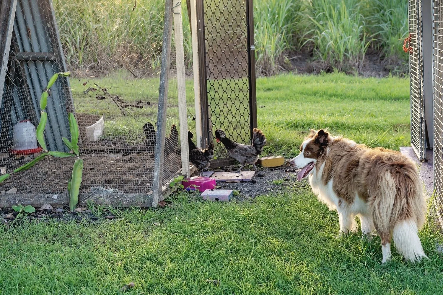 Border Collie guarding chicken coop