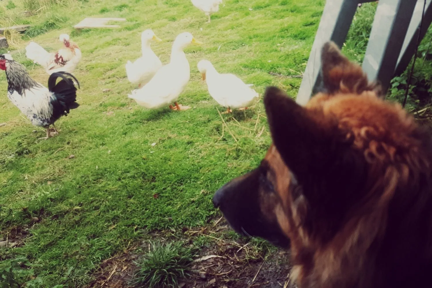 German Shepherd watching over chickens and ducks