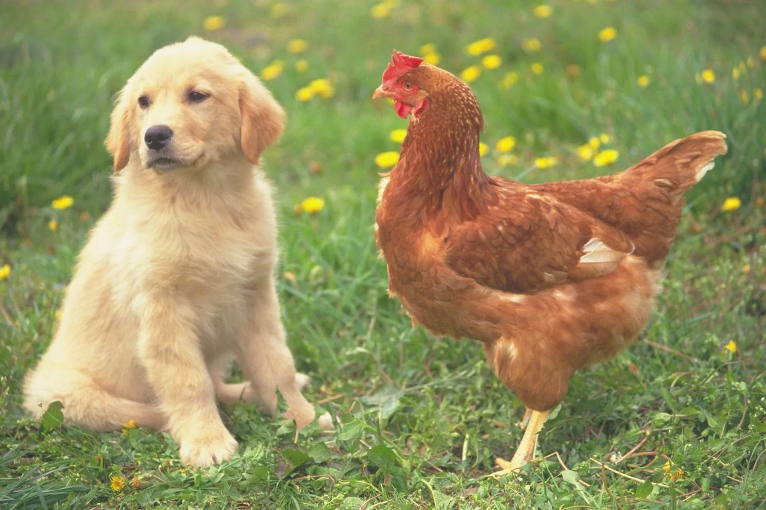 Golden Retriever puppy with Isa Brown hen