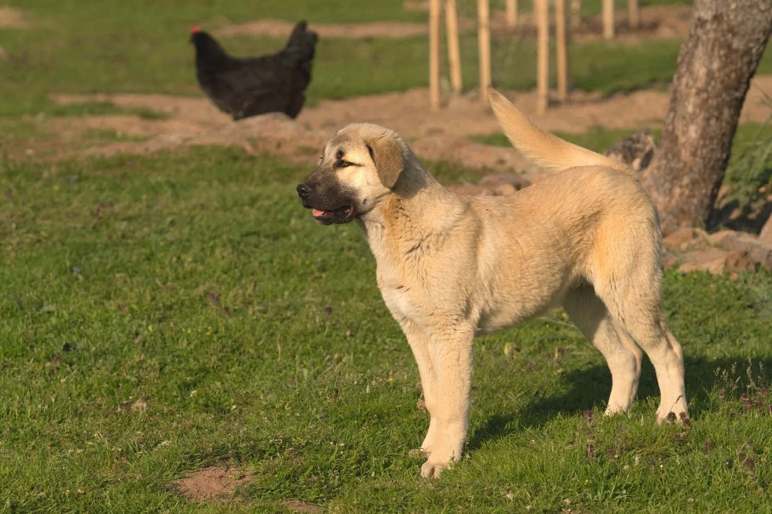 Kangal Dog puppy with a black hen