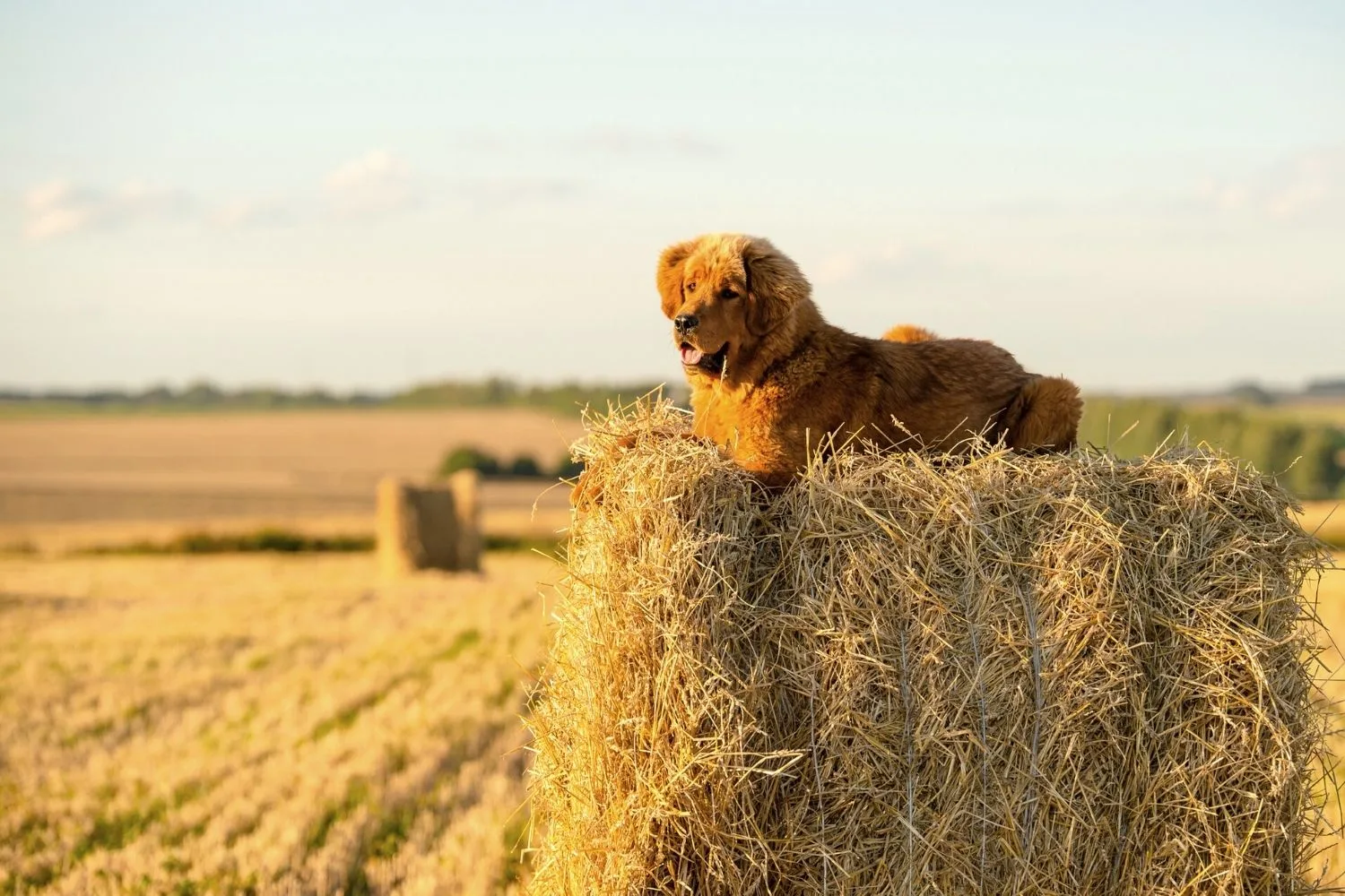 Tibetan Mastiff on top of a bail of hay