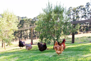 7 dog breeds that won’t kill chickens