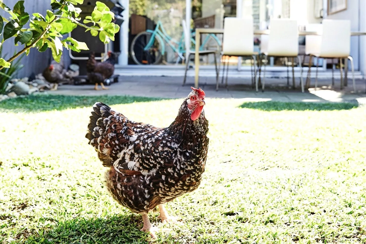 Black and white hen in the backyard. More chickens are visible in the background.