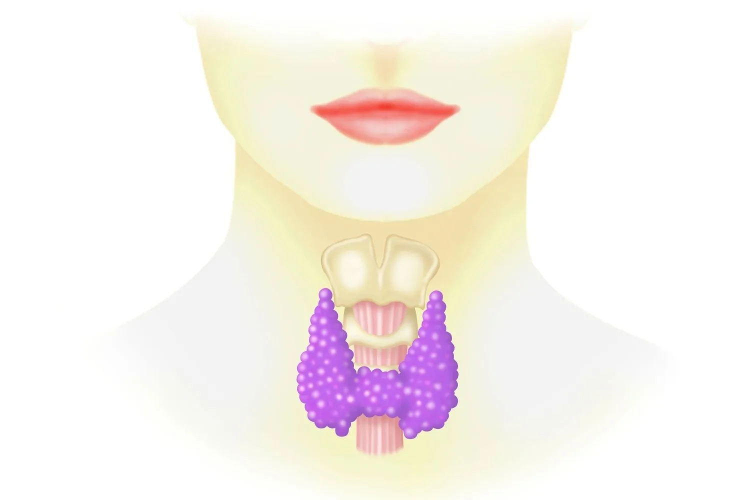 thyroid