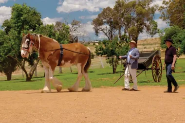 Dr Harry visits Cooma Cottage