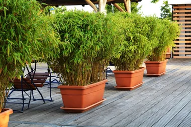 10 different types of bamboo