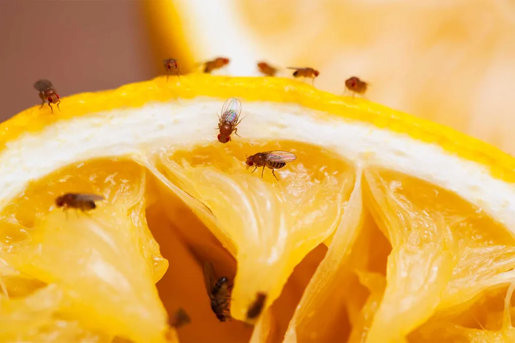 Fruit flies on a piece of cut orange