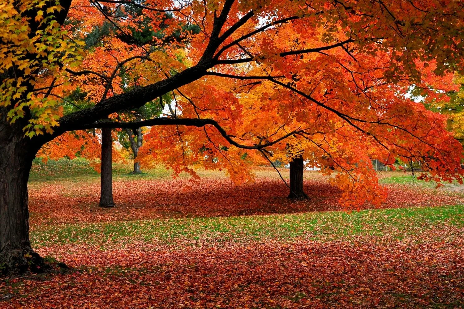 lawn with autumnal leaves and tree