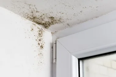 How to remove mould stains from common household surfaces