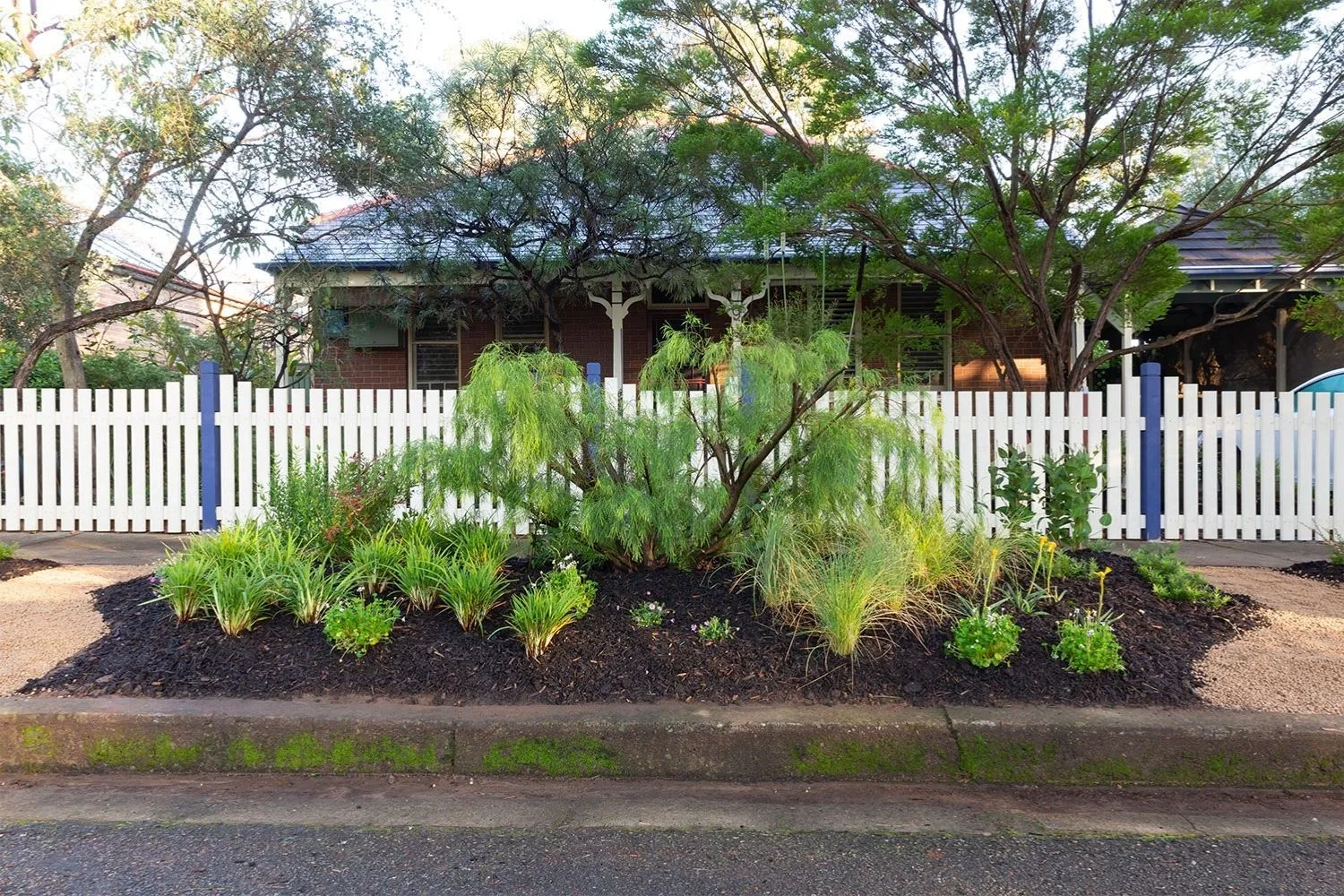 Native verge garden in front of a picket fence