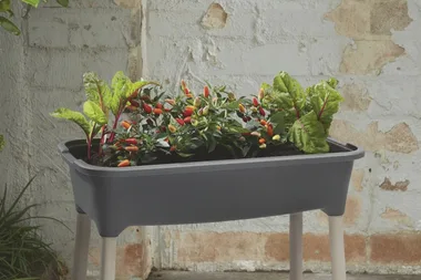 Aldi has announced a huge plant sale with everything under $20