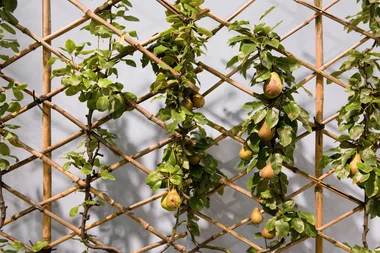 How to espalier like a pro
