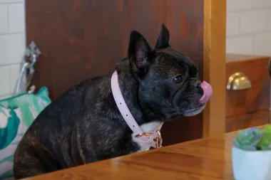 Dog-friendly finds on the Coffs Coast