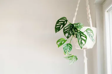 Macrame plant hanger