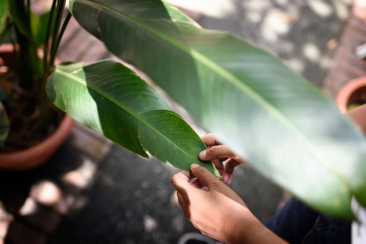 touching leaf of plant