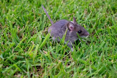 How to make a homemade mouse trap using a bucket