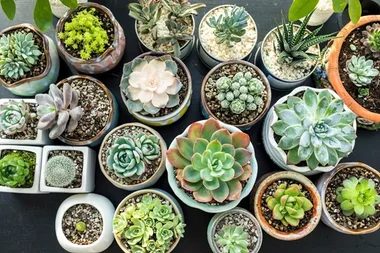 How to style your succulents