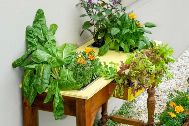 Melissa makes a lettuce table planter