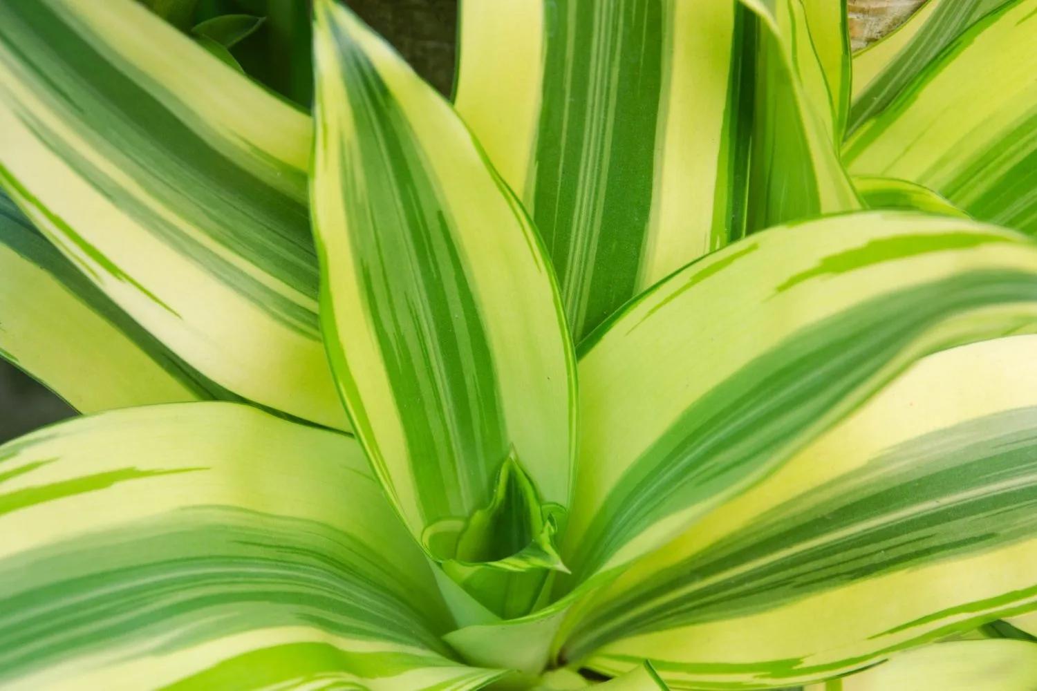 Dracaena 'Massangeana'