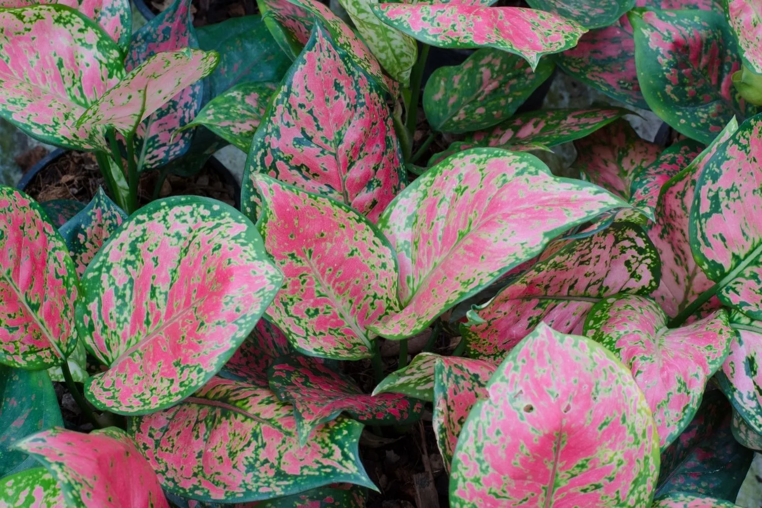 Chinese Evergreen