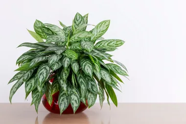 10 plants that will survive indoors