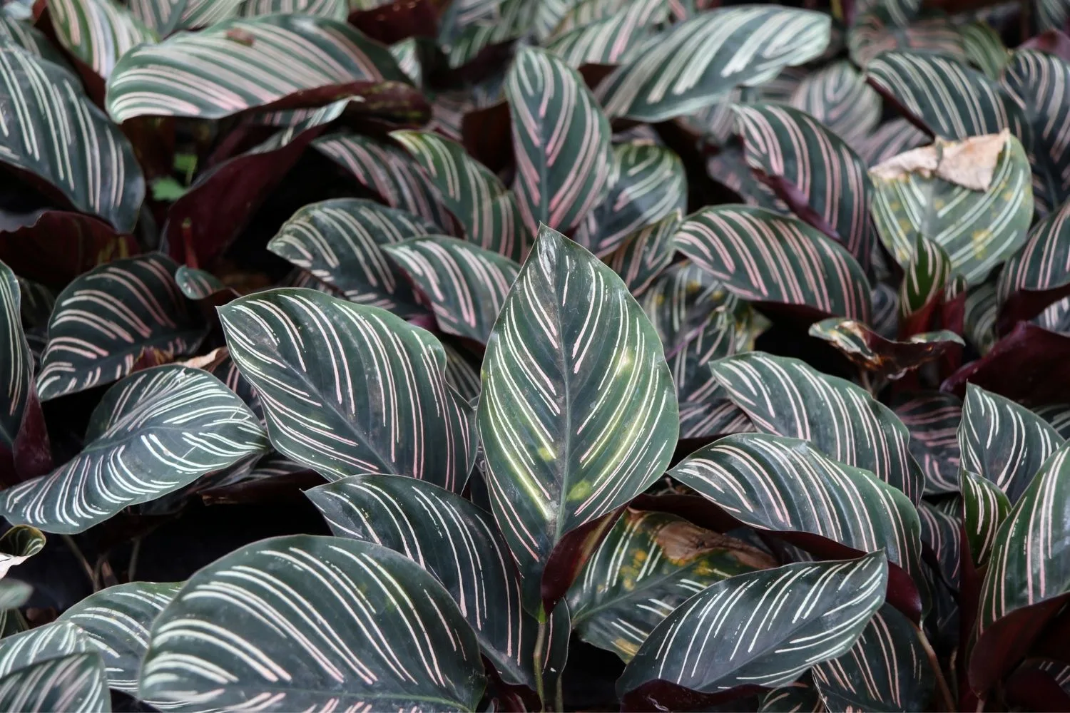 Zebra plant