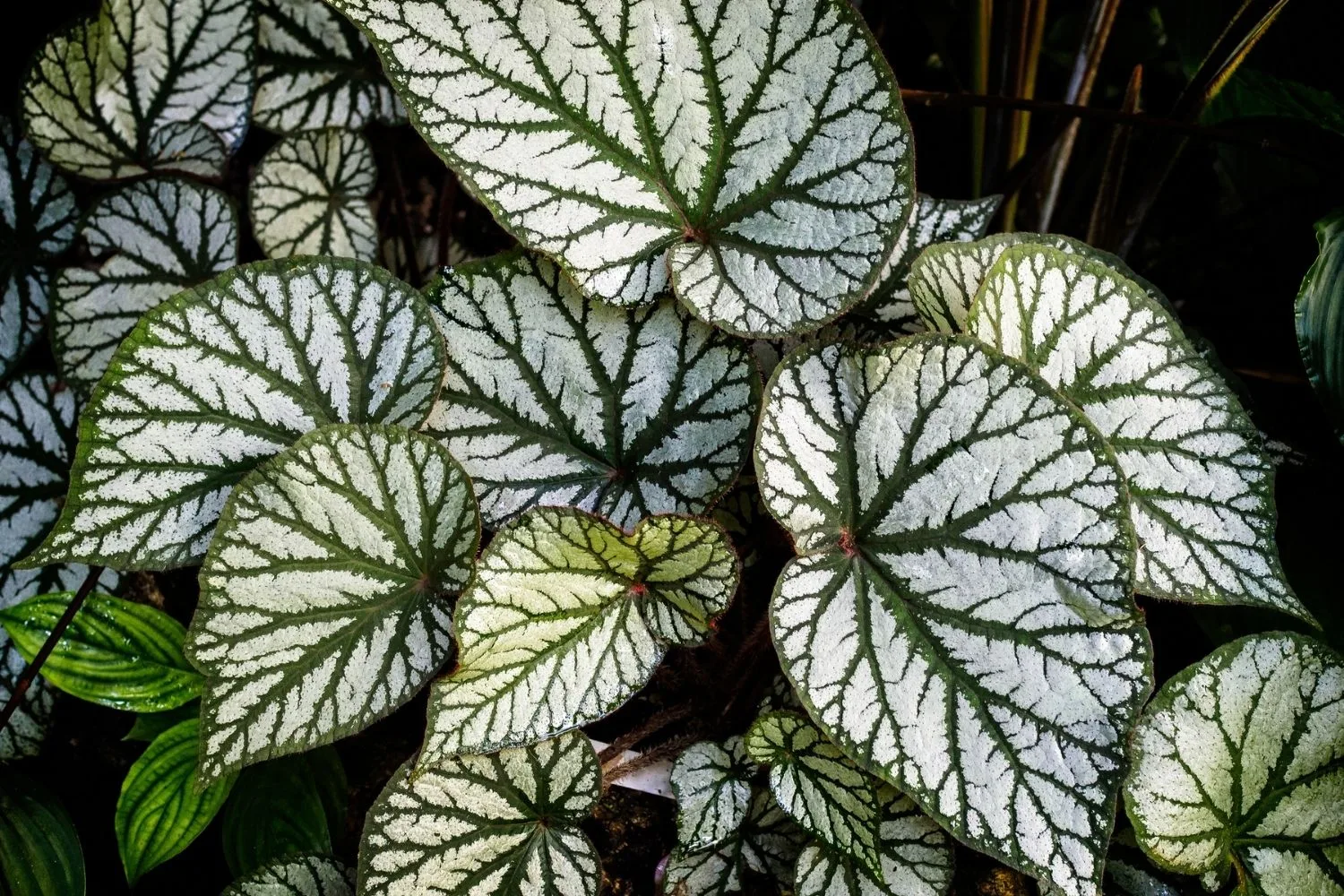 Begonia sp.