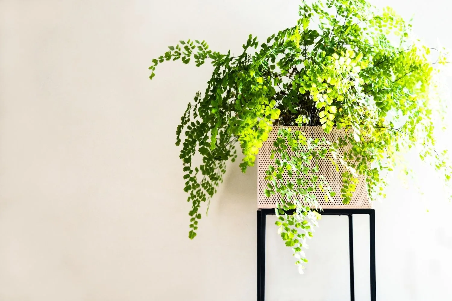 Maidenhair fern