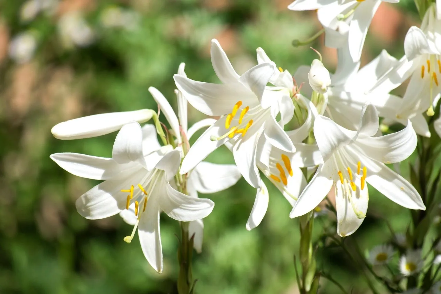 Madonna Lily