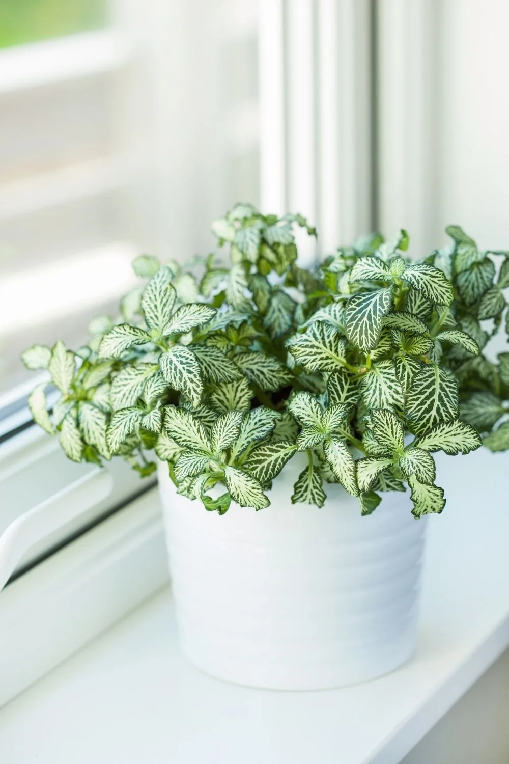 Fittonia 'Silver Threads