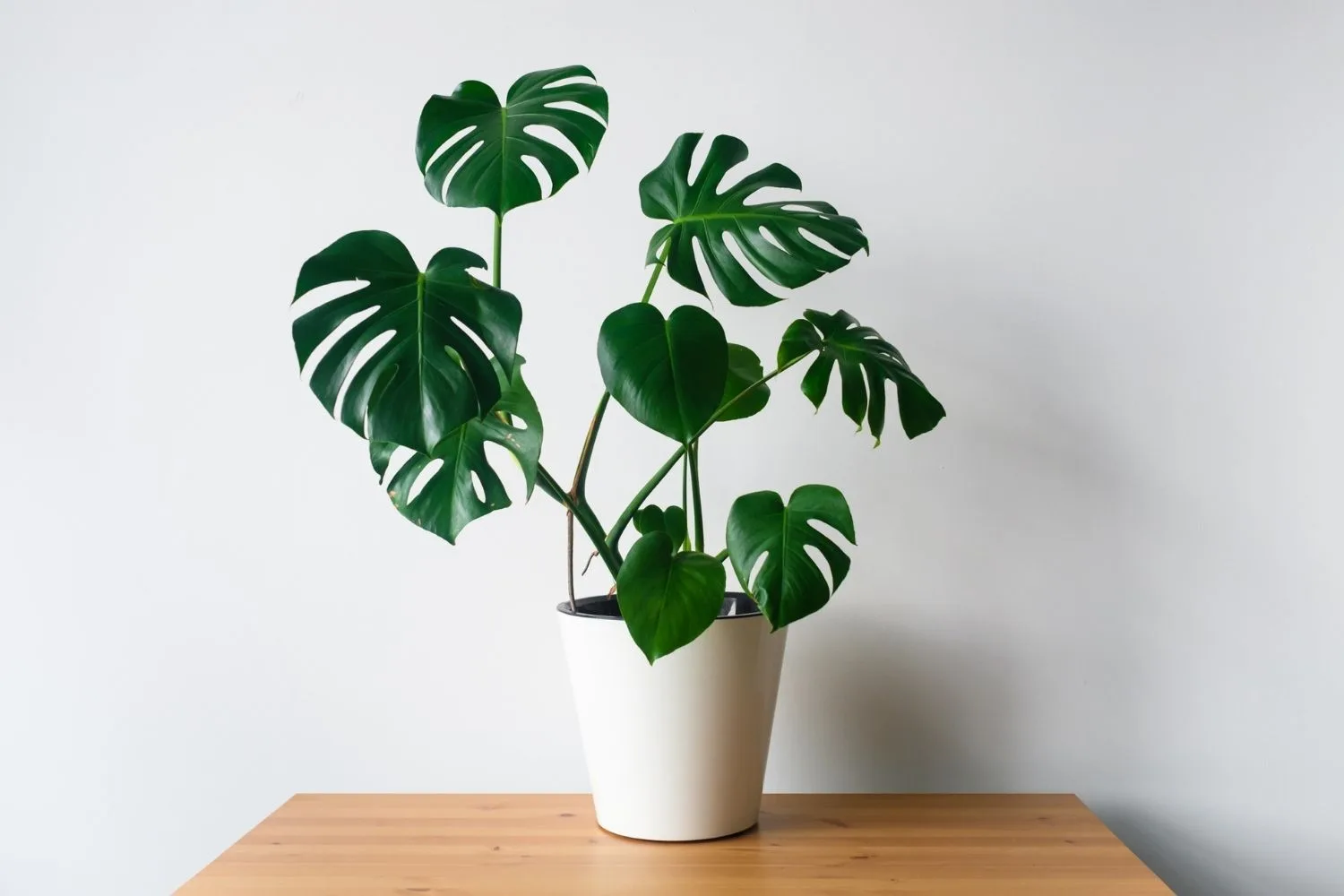 Monstera deliciosa